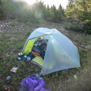 Tiger Wall 2 Platinum