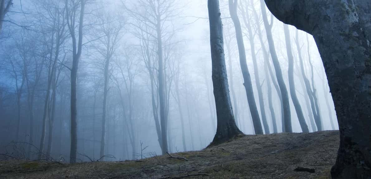 Forêt du mont beuvray