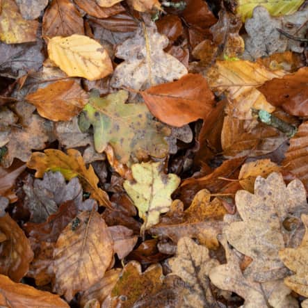 Un automne français : voyage automnal en van à travers le Massif Central